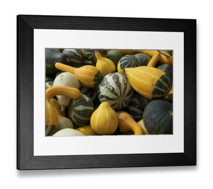 Framed Print : USA, Massachusetts, Natick, Lookout Farm, gourds Framed Print : USA, Massachusetts, Natick, Lookout Farm, gourds