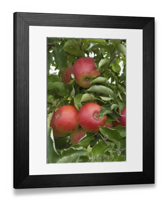 Framed Print : USA, New England, Massachusetts, Natick, Lookout Farm, Jonagold apples Framed Print : USA, New England, Massachusetts, Natick, Lookout Farm, Jonagold apples