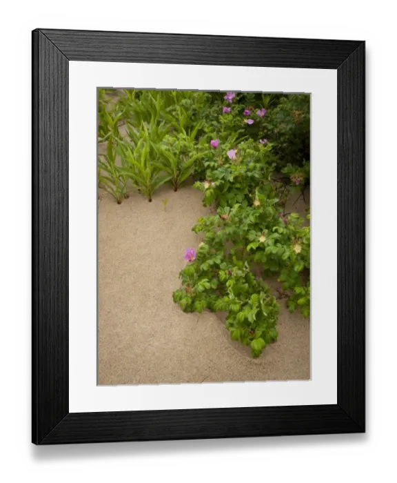 Framed Print : Wild rose, Cape Cod, MA Framed Print : Wild rose, Cape Cod, MA