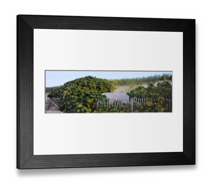 Framed Print : USA, Massachusetts, Cape Cod NS. Wild roses grow along the coast at Cape Cod National Seashore Framed Print : USA, Massachusetts, Cape Cod NS. Wild roses grow along the coast at Cape Cod National Seashore