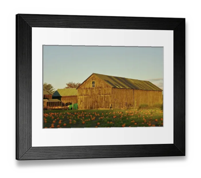 Framed Print : North America, USA, Massachusetts, Hampshire County. Pumpkins on a farm in the Pioneer Framed Print : North America, USA, Massachusetts, Hampshire County. Pumpkins on a farm in the Pioneer