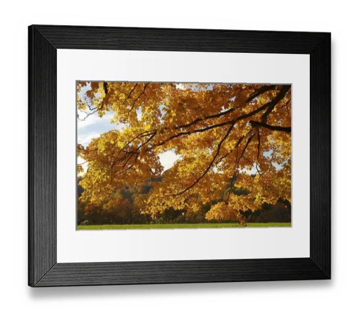 Framed Print : North America, USA, Massachusetts, Shelburne. Bright leaves on the branches of a