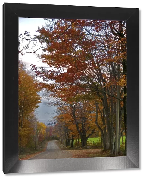 North America, USA, Massachusetts, Shelburne. Bright autumn foliage over a winding