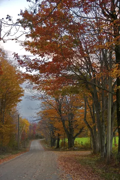 North America, USA, Massachusetts, Shelburne. Bright autumn foliage over a winding