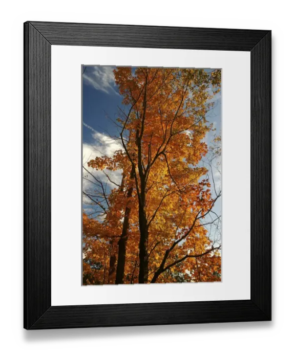 Framed Print : North America, USA, Massachusetts, Shelburne. Bright leaves contrast with a blue sky
