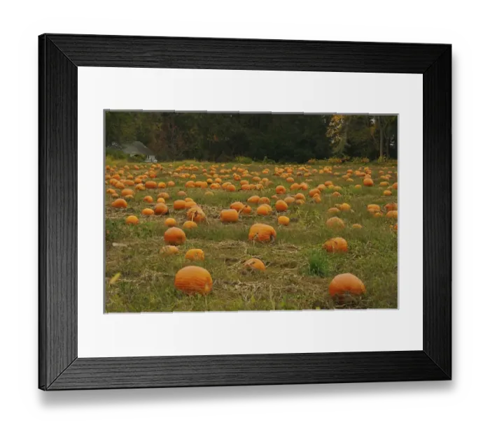Framed Print : North America, USA, Massachusetts, Deerfield. Pumpkin patch Framed Print : North America, USA, Massachusetts, Deerfield. Pumpkin patch