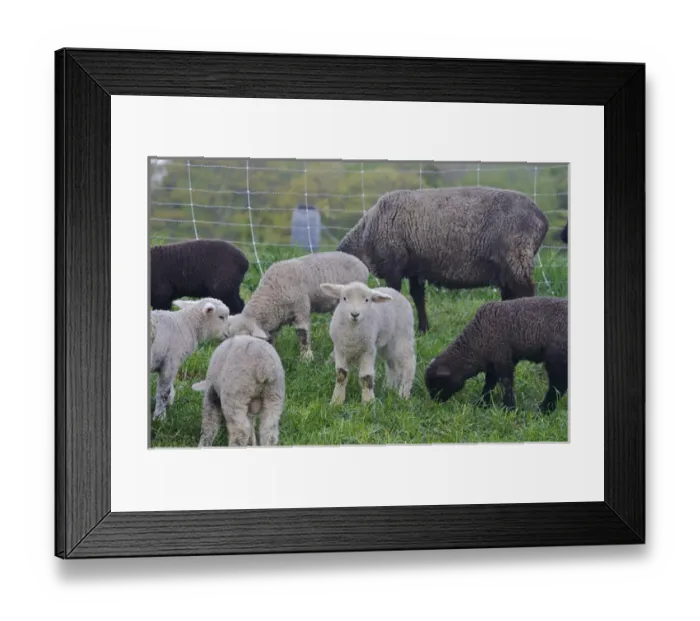 Framed Print : North America, United States, Massachusetts, Shelburne. A lamb looks at the photographer Framed Print : North America, United States, Massachusetts, Shelburne. A lamb looks at the photographer