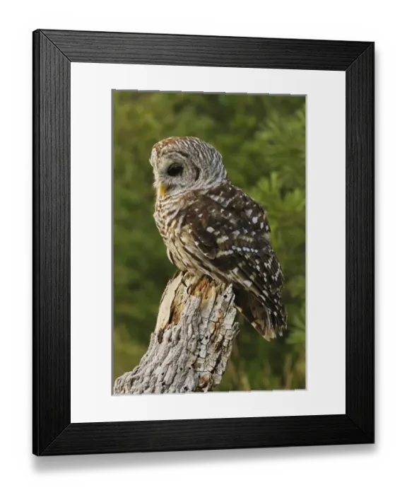 Framed Print : Barred Owl, Strix varia, Michigan Framed Print : Barred Owl, Strix varia, Michigan