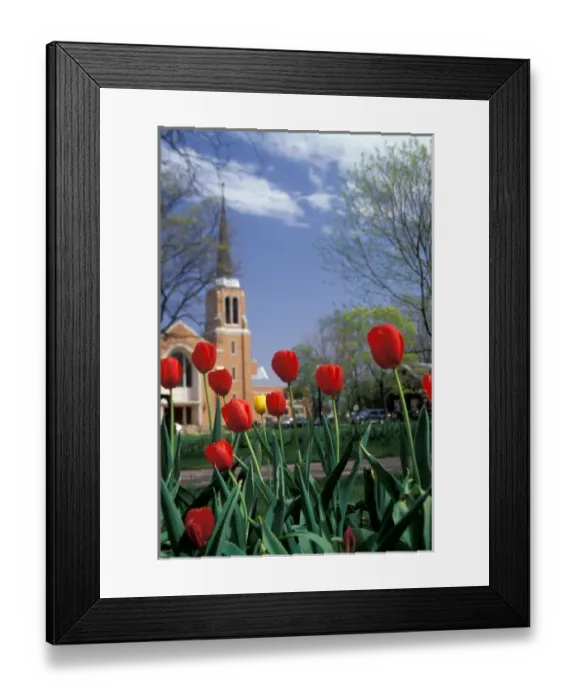 Framed Print : NA, USA, Michigan, Ottawa County, Holland, Centennial Park, red tulips foreground Framed Print : NA, USA, Michigan, Ottawa County, Holland, Centennial Park, red tulips foreground