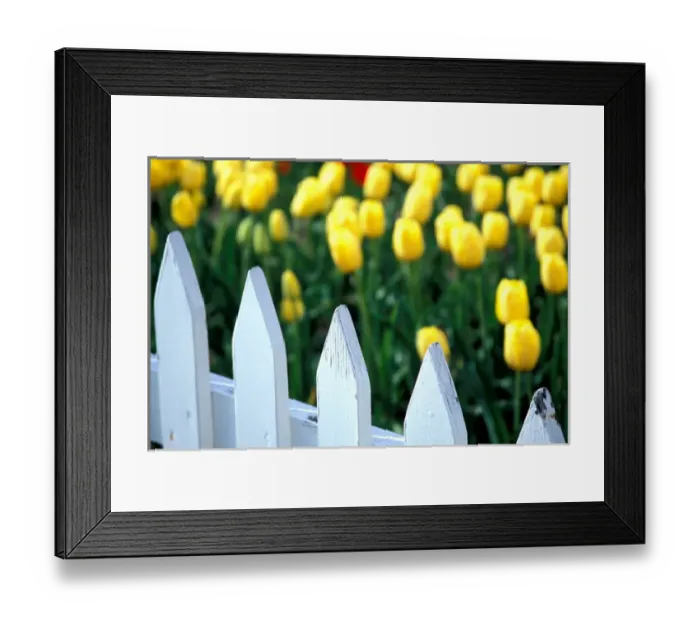 Framed Print : NA, USA, Michigan, Ottowa County, Holland, Golden Apeldoorn tulips behind white picket