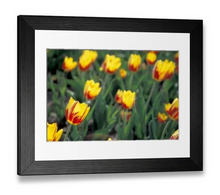Framed Print : NA, USA, Michigan, Ottowa County, Holland, backlit La Courtine tulips Framed Print : NA, USA, Michigan, Ottowa County, Holland, backlit La Courtine tulips