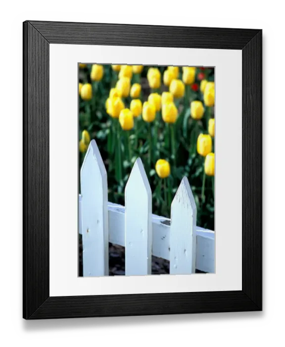 Framed Print : NA, USA, Michigan, Ottowa County, Holland, Golden Apeldorn tulips behind white picket