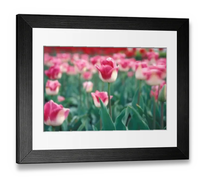 Framed Print : NA, USA, Michigan, Ottowa County, Holland, Rosario tulips
