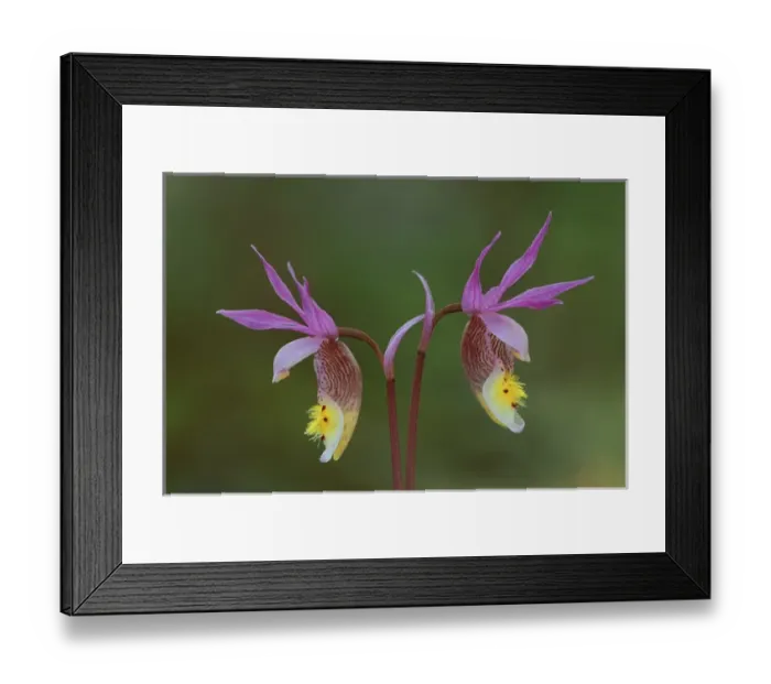 Framed Print : USA, Michigan, Upper Peninsula, Pair of calypso orchids. Credit as: Mark Carlson Framed Print : USA, Michigan, Upper Peninsula, Pair of calypso orchids. Credit as: Mark Carlson