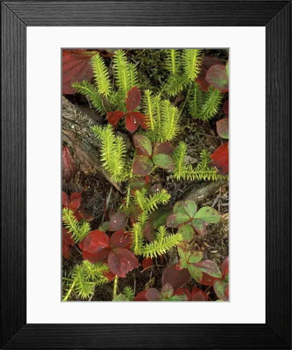 Framed Print : USA, Michigan, Upper Peninsula, Club moss and bunchberry in autumn colors