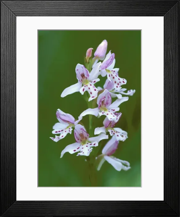 Framed Print : USA, Michigan, Upper Peninsula, Close-up of small round-leafed orchis orchids in springtime