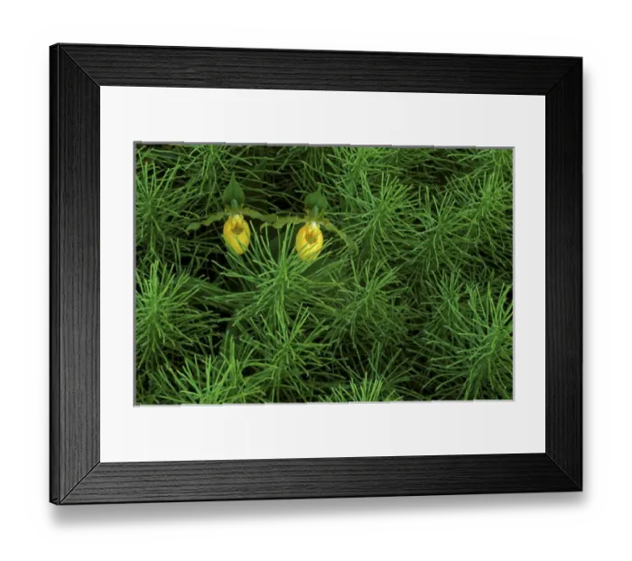Framed Print : USA, Michigan, Upper Peninsula, Pair of yellow ladys slipper orchids amid Equisetum