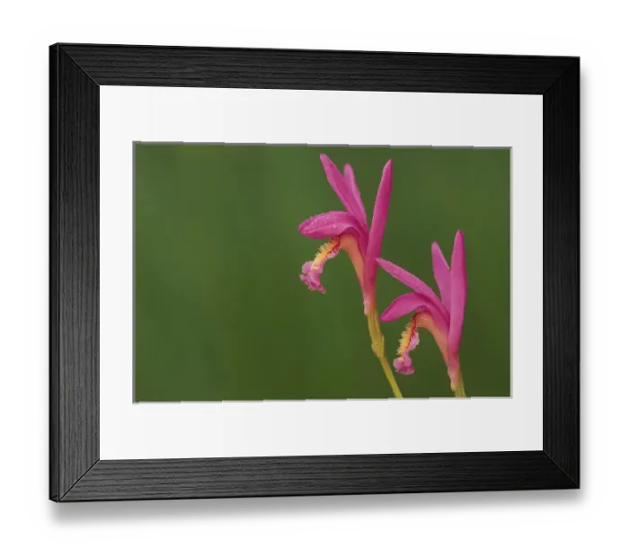 Framed Print : USA, Michigan, Close-up of native orchids (Arethusa). Credit as: Mark Carlson / Jaynes Framed Print : USA, Michigan, Close-up of native orchids (Arethusa). Credit as: Mark Carlson / Jaynes