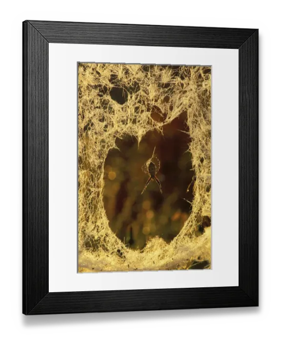 Framed Print : USA, Michigan, Black-and-yellow argiope spider spinning a new web. Credit as: Mark