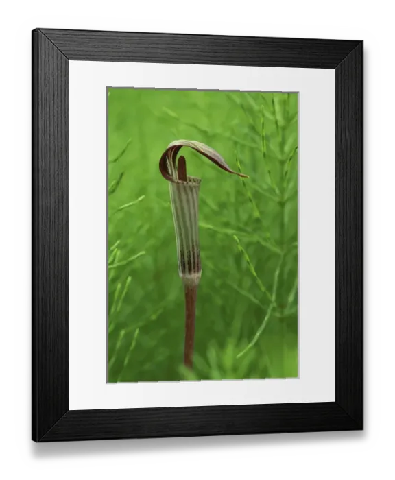 Framed Print : USA, Michigan, Jack-in-the-pulpit flower amid green equisetum ferns in springtime Framed Print : USA, Michigan, Jack-in-the-pulpit flower amid green equisetum ferns in springtime
