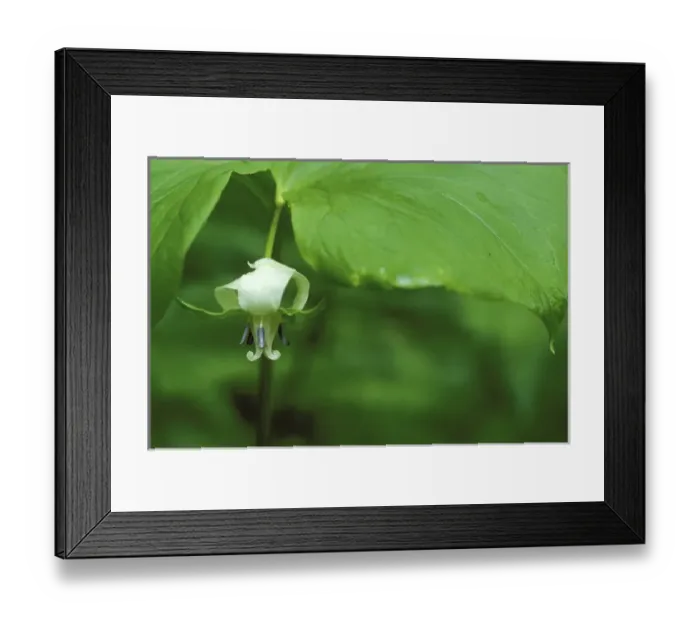 Framed Print : USA, Michigan, Close-up of nodding trillium flower hangs beneath leaf in springtime Framed Print : USA, Michigan, Close-up of nodding trillium flower hangs beneath leaf in springtime