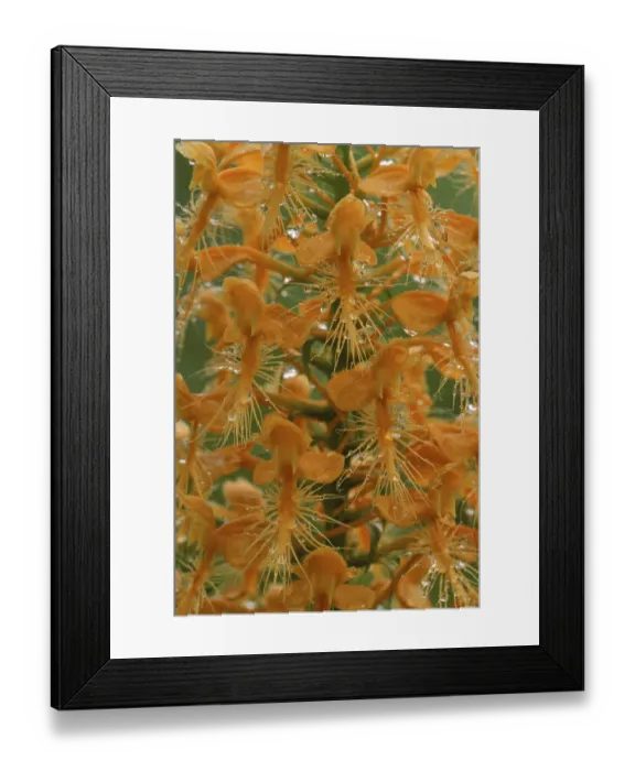 Framed Print : USA, Michigan, Close-up of yellow fringed orchid with dew in summertime. Credit as Framed Print : USA, Michigan, Close-up of yellow fringed orchid with dew in summertime. Credit as