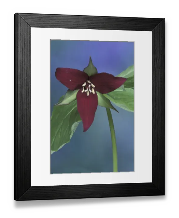 Framed Print : USA, Michigan, Port Huron Purple trillium (Trillium erectum) Framed Print : USA, Michigan, Port Huron Purple trillium (Trillium erectum)