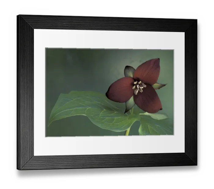Framed Print : USA, Michigan, Port Huron Purple trillium (Trillium erectum)