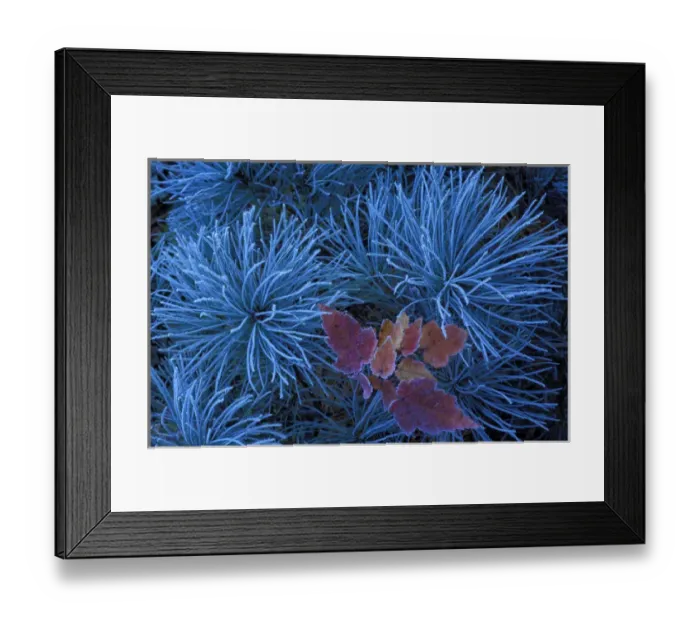 Framed Print : Frosty Maple Seedling; In a Frosty Pine Tree; Wetmore, MICHIGAN