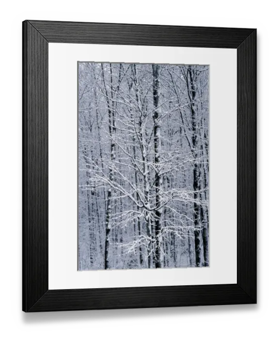 Framed Print : Fresh Snow in the Forest; Wetmore, MICHIGAN