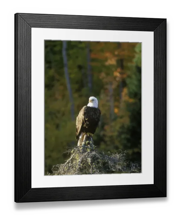 Framed Print : Bald Eagle in UP Michigan