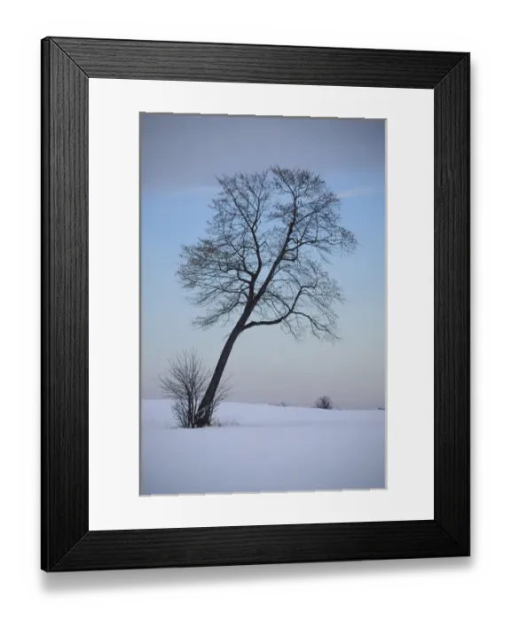 Framed Print : Leaning Tree in Snowy Field; Chippewa County; Near Sault Ste. Marie, MICHIGAN Framed Print : Leaning Tree in Snowy Field; Chippewa County; Near Sault Ste. Marie, MICHIGAN