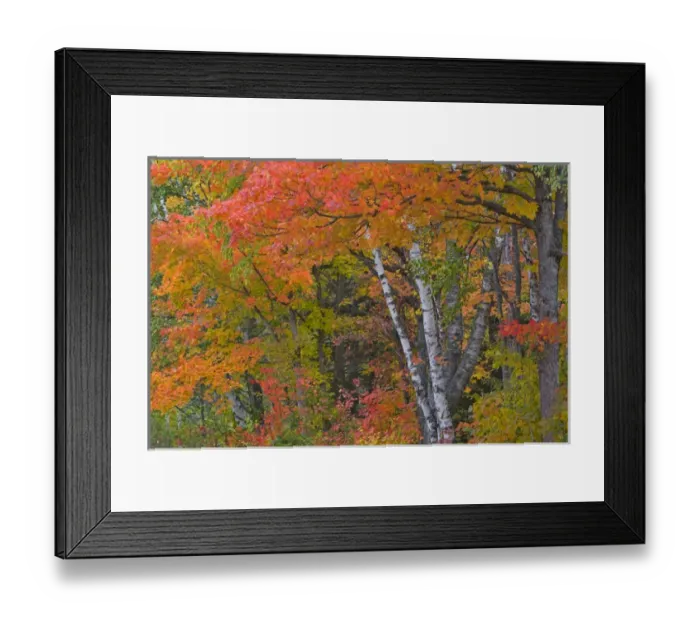 Framed Print : Colorful maple trees turn red in autumn in the Keweenaw Penninsula of the UP of Michigan