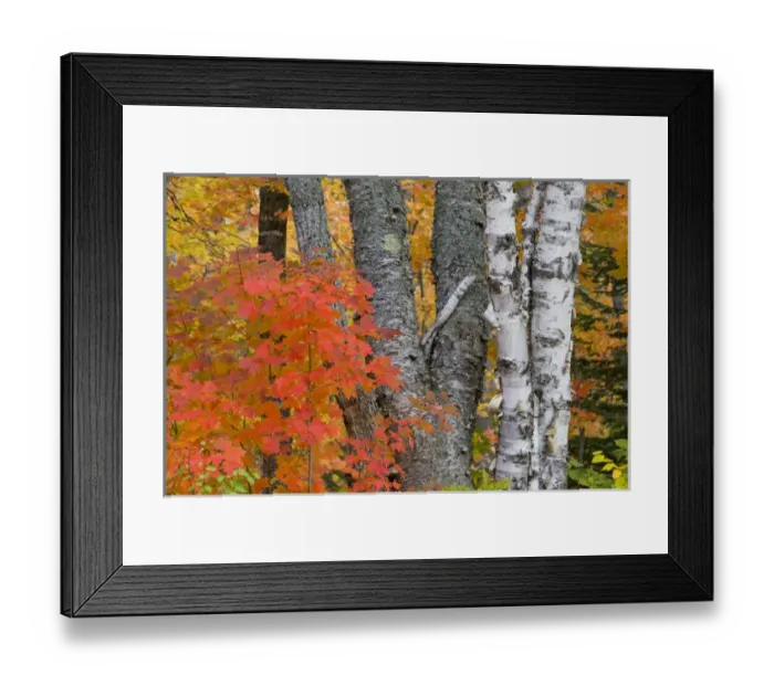 Framed Print : Colorful maple trees turn red in autumn in the Keweenaw Penninsula of the UP of Michigan Framed Print : Colorful maple trees turn red in autumn in the Keweenaw Penninsula of the UP of Michigan