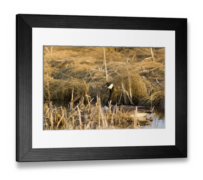 Framed Print : Canada Goose in Lake Antoine in Iron Mountain UP Michigan Framed Print : Canada Goose in Lake Antoine in Iron Mountain UP Michigan