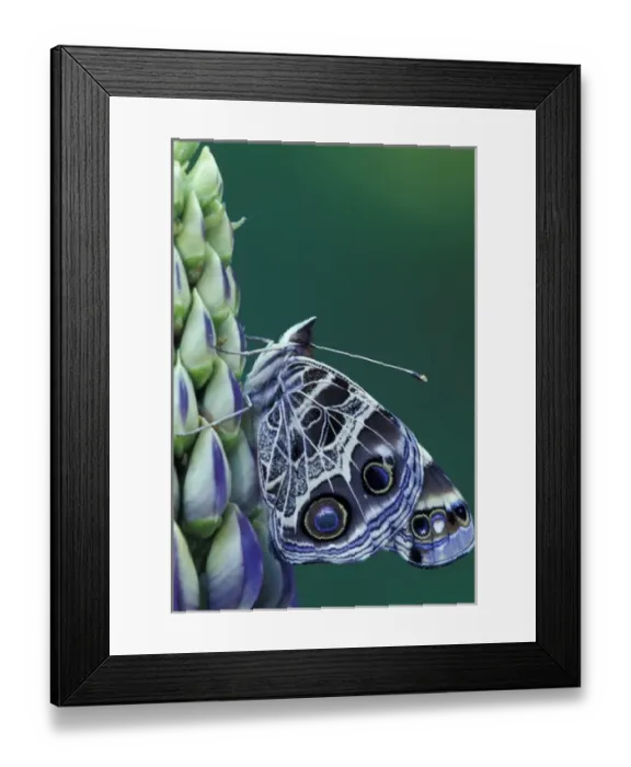 Framed Print : NA, USA, Michigan, Bloomfield Hills Painted lady butterfly on lupine