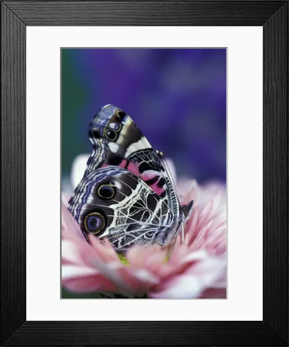 Framed Print : NA, USA, Michigan, Detroit American painted lady on lupine Framed Print : NA, USA, Michigan, Detroit American painted lady on lupine