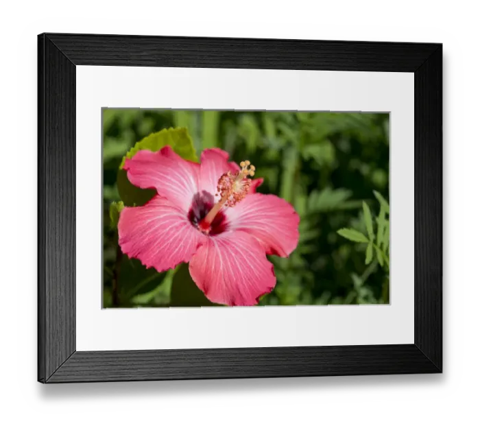 Framed Print : Michigan, Dearborn. Detail of pink hibiscus Framed Print : Michigan, Dearborn. Detail of pink hibiscus