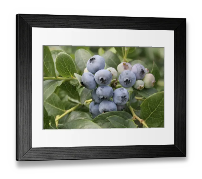 Framed Print : Ripe blueberries on bush South Haven Michigan