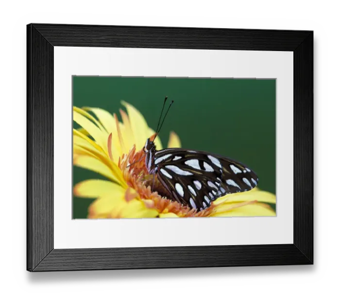 Framed Print : NA, USA, Michigan, Detroit Gulf fritillary on gerber daisy Framed Print : NA, USA, Michigan, Detroit Gulf fritillary on gerber daisy