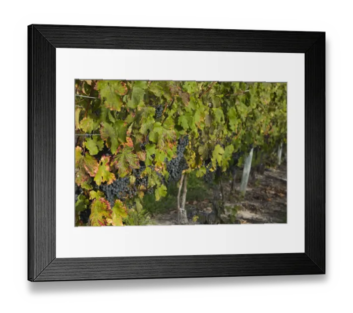 Framed Print : USA-Michigan-Lake Michigan Shore-Mission Peninsula-Mapleton: Vineyard / Autumn Framed Print : USA-Michigan-Lake Michigan Shore-Mission Peninsula-Mapleton: Vineyard / Autumn