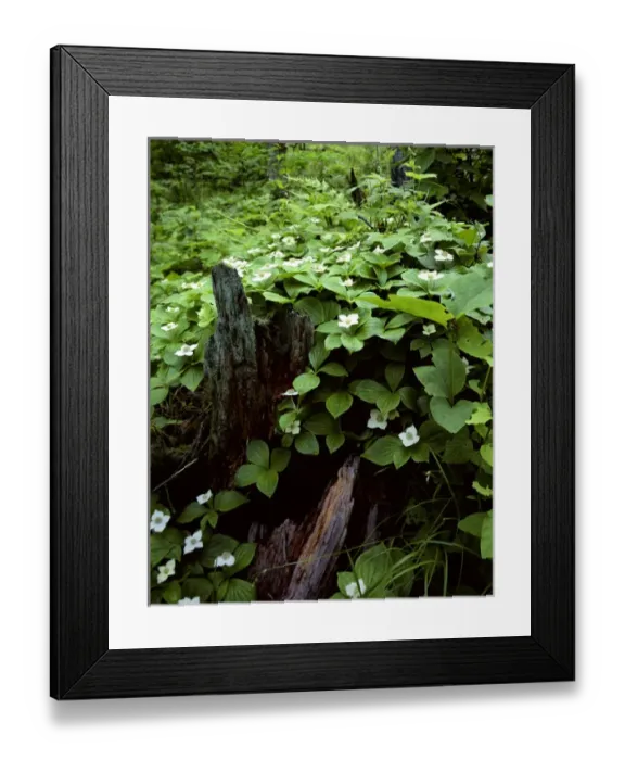 Framed Print : USA, Minnesota, Itasca State Park, Cornus canadensis Framed Print : USA, Minnesota, Itasca State Park, Cornus canadensis