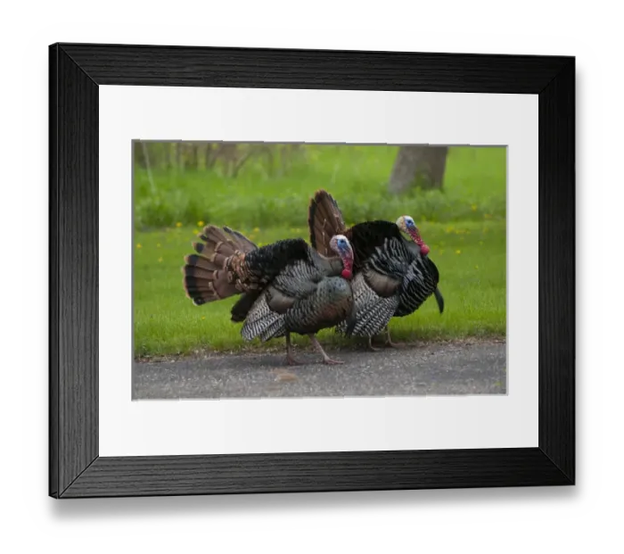 Framed Print : North America, USA, Minnesota, Mendota Heights, Wild Tom Turkey in urban yard Displaying Framed Print : North America, USA, Minnesota, Mendota Heights, Wild Tom Turkey in urban yard Displaying