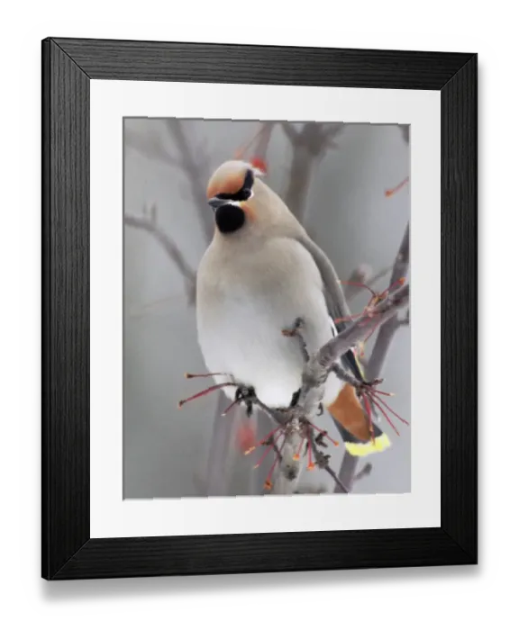 Framed Print : USA, Minnesota, Walker, Back Yard, Cedar Wax Wing Framed Print : USA, Minnesota, Walker, Back Yard, Cedar Wax Wing