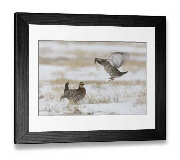 Framed Print : North America, USA, Minnesota, Bluestem Prairie. Greater prairie-chickens compete Framed Print : North America, USA, Minnesota, Bluestem Prairie. Greater prairie-chickens compete