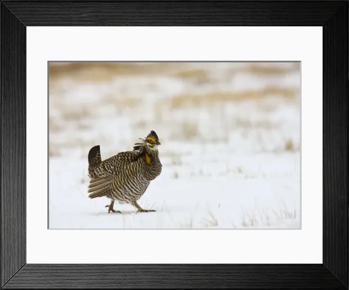 Framed Print : North America, USA, Minnesota, Bluestem Prairie. Greater prairie-chickens strut