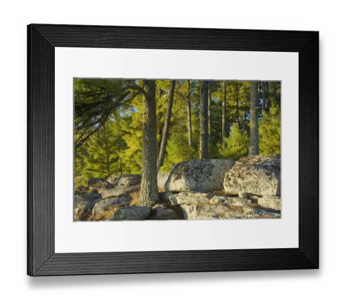 Framed Print : Evergreens and rocks at Pine Point Campsite, Lake Kabetogama, Voyageurs National Park Framed Print : Evergreens and rocks at Pine Point Campsite, Lake Kabetogama, Voyageurs National Park