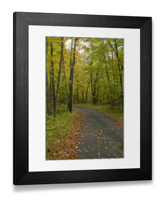 Framed Print : USA, Minnesota, Itasca State Park. Fall leaves on a bike path