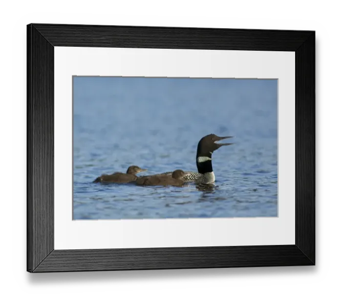 Framed Print : Common loon near Rudder Bay, Kabetogama Lake, Voyageurs National Park, Minnesota, USA Framed Print : Common loon near Rudder Bay, Kabetogama Lake, Voyageurs National Park, Minnesota, USA