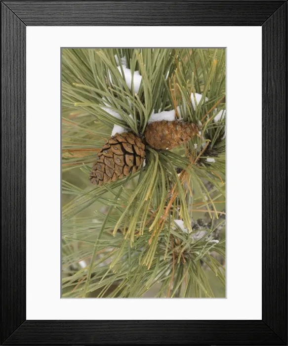 Framed Print : fresh snow on an evergeen stand, small island, Grassy Bay, Sand Point Lake, Voyageurs National Park Framed Print : fresh snow on an evergeen stand, small island, Grassy Bay, Sand Point Lake, Voyageurs National Park